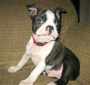 Ben the Boston Terrier puppy sitting against the arm of a tan couch and looking at the camera holder