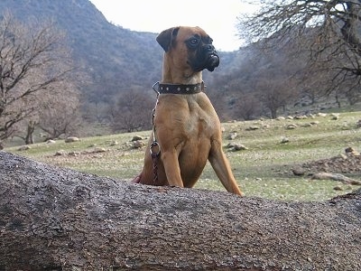 Jessica the Boxer jumped up with her front paws on a log and looking into the distance with grass, rocks, trees and a mountain in the background