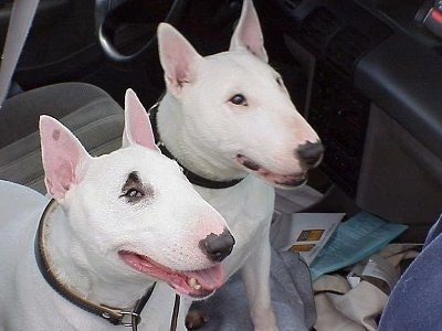 Two Bull Terriers sitting in the front seat of a vehicle