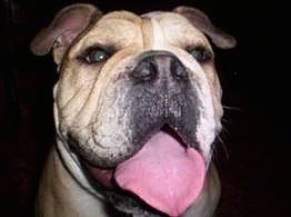 Close Up - Chopper the Bulldog with its mouth open and tongue out