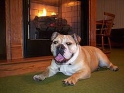 Chopper the Bulldog is laying on a carpet in front of a lit fireplace