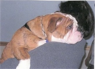 Tank the English Bulldog laying over a person's shoulder