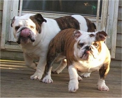 McKenzie the Bulldog Puppy and Saie the Bulldog standing in front of a screen door outside on a wooden porch