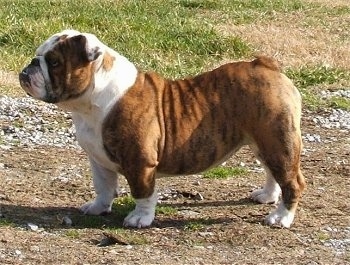 Right Profile - McKenzie the Bulldog standing outside in dirt