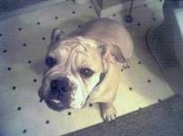 English Bulldog sitting on a tiled bathroom floor next to a white toilet and looking up at the camera holder