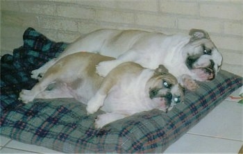 Henry and Chloe the English Bulldogs laying together on a dog bed in front of a white brick wall