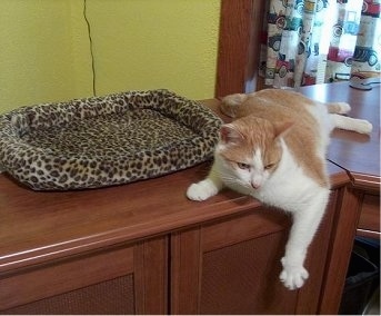 Byte the cat is laying next to a leopard print cat bed with its paw hanging over the edge of the wooden dresser