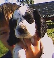 A black and white Colonial Cocker Spaniel puppy is being held in the air by a boy outside