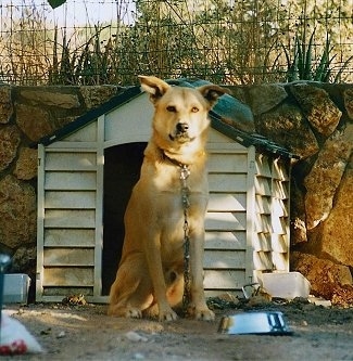 Ishta the tan Canaan dog is chained up sitting in front of a dog house which is in front of a stone wall. There's a dog food bowl in front of him.