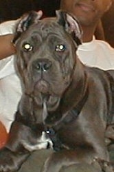 Close Up - Cane Corso Italiano is laying in the lap of a person