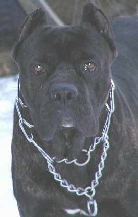 Close Up head shot - Cane Corso Italiano is wearing a prong collar and looking toward the camera holder and standing outside in snow