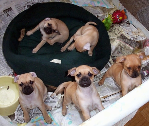Five Carlin Pinscher puppies are in a pen on top of a bunch of newspapers in a whelping area with a dog bed in the middle