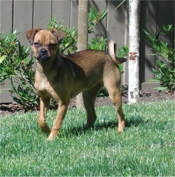 Mango the Carlin Pinscher is standing outside in a yard. There is a wooden fence behind it