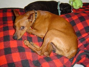 A black with white Muggin puppy is sleeping on a red and white checkered bed and in front of it is a red Miniature Pinscher looking to the left.