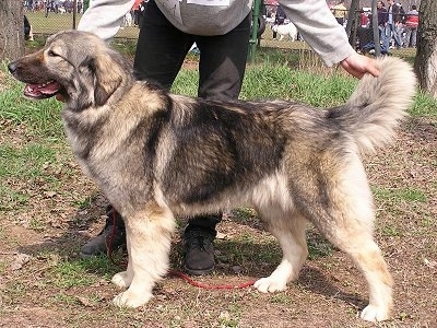 Pocahontas de Baltag the Carpathian Sheepdog is standing outside in dirt. There is a person behind it stacking the dog