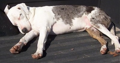 Elvis the Catahoula Leopard Dog is sleeping in the bed of a truck