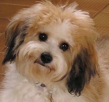 Close Up - Cavachon with its head tilted to the right