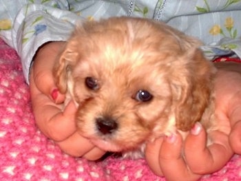 Close Up - A Cavapoo Puppy is in the lap of a person on a pink and white crocheted blanket. The person is petting its face