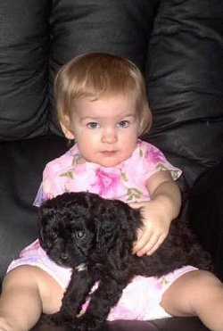 A Cavapoo puppy is laying in the lap of a child who is wearing a pink dress with flowers on it, on a black leather couch