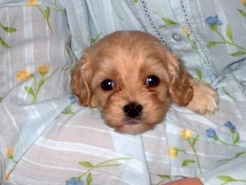 A Cavapoo puppy is being held in the arms of a person