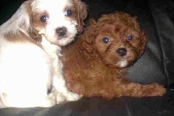 Close Up - Two Cavapoo Puppies are laying on top of each other on a black leather couch