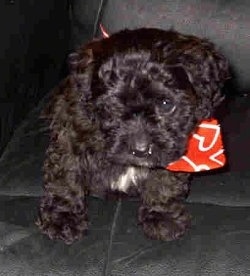 A black Cavapoo puppy is wearing a red bandana and sitting on a black leather couch