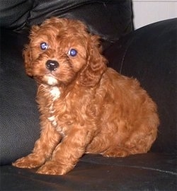 A Cavapoo Puppy is sitting on a black leather couch