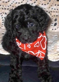 A black Cavapoo puppy wearing a red bandana with white hearts on  it is sitting on a couch and there is a crocheted couch blanket