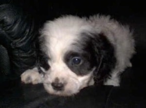 A black and white Cavapoo Puppy is laying on a black leather couch