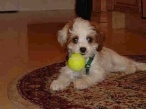 A Cavapoo Puppy is laying on a rug. It has a green tennis ball in its mouth