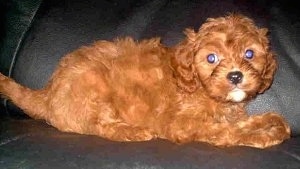 A Cavapoo Puppy is laying on a black leather couch