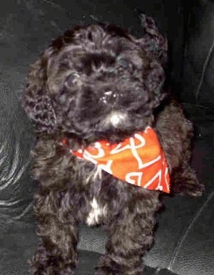 A black Cavapoo Puppy wearing a red bandana with white hearts on it around its neck and sitting on a black leather couch. It is looking at the camera holder