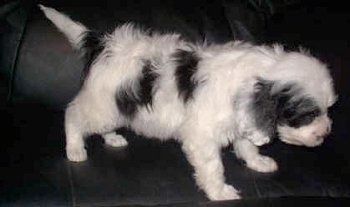 A white and black Cavapoo Puppy is walking across a black leather couch