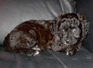 A black Cavapoo Puppy is laying against the arm of a black leather couch