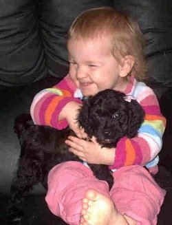 A Cavapoo Puppy is being held by a child in colorful clothing on a black leather couch