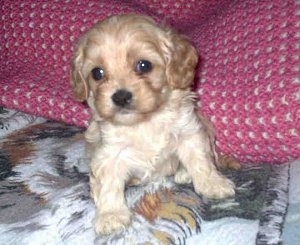 A Cavapoo Puppy is sitting on a blanket in front of a pink and white crocheted blanket