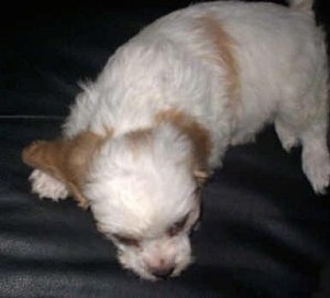 A white and tan Cavapoo puppy is sniffing the seat of a black leather couch