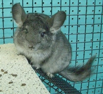 A Chinchilla is climbing up a metal ramp looking forward.