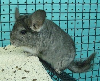 A Standard Grey Chinchilla is climbing up a metal ramp inside of its cage.