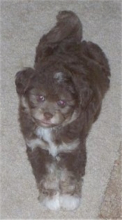 Front view - A chocolate with white Chi-Poo puppy is laying on a carpet and looking up.