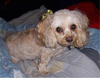 Buffy the tan Cockapoo is laying on a blanket on top of a person while wearing a yellow ribbon behind her ear.