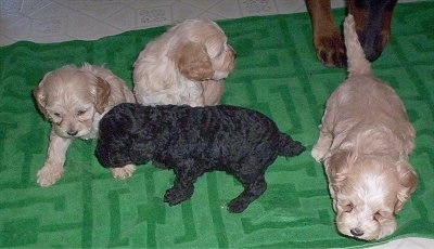 Four Cockapoo puppies, three tan and one black, are sitting on a green towel. There is another dog standing behind them