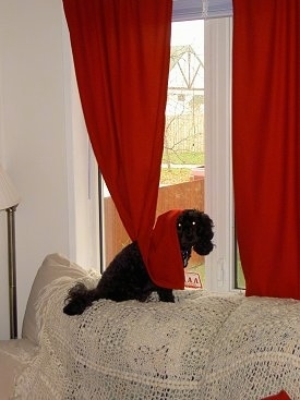 Ebony the black Cockapoo is sitting on the back of a tan couch in front of a window with a red curtain draped over her back