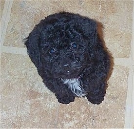 Gracie the black with white Cockapoo puppy is sitting on a tiled floor and looking up