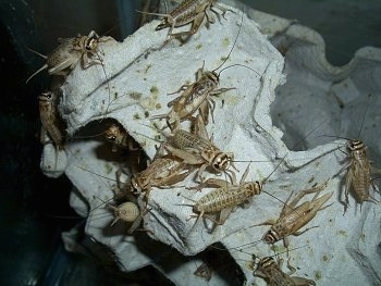 Close Up - Crickets in an egg carton