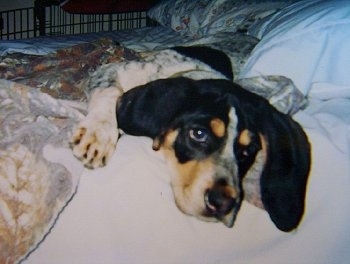 Close Up - Bluetick Coonhound Puppy laying on a human's bed