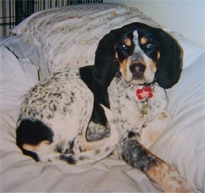 Bluetick Coonhound puppy laying on a human's bed against a pillow