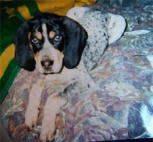 Bluetick Coonhound Puppy laying on a bed