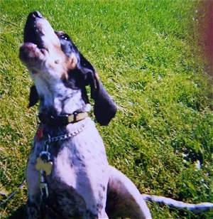 Close Up - Bluetick Coonhound howling outside