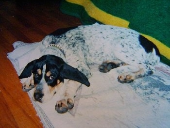 Bluetick Coonhound Puppy laying on a blanket which is on the hardwood floor